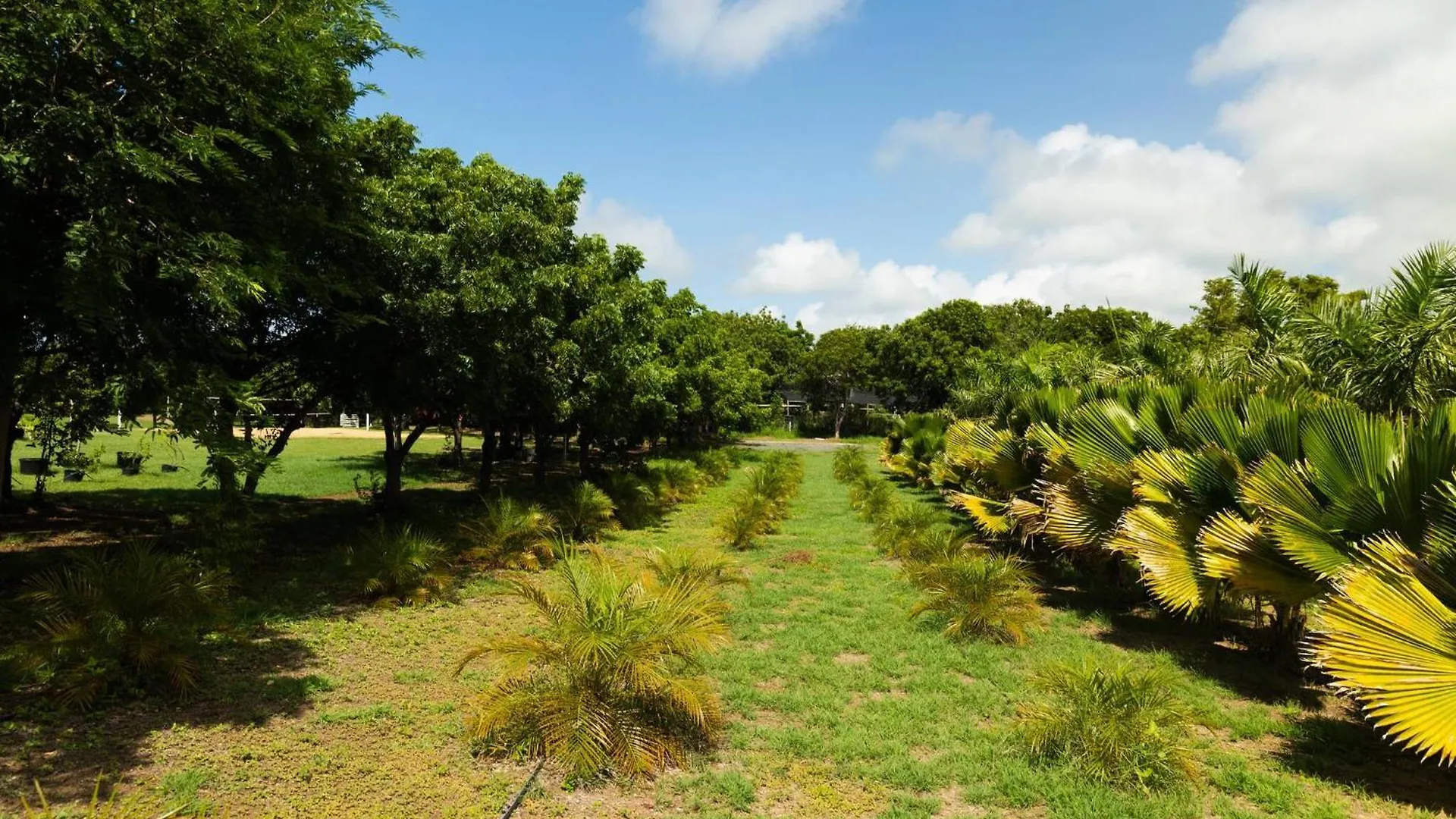 Las Palmas Cottage - Serene Eco Retreat Cabo Rojo