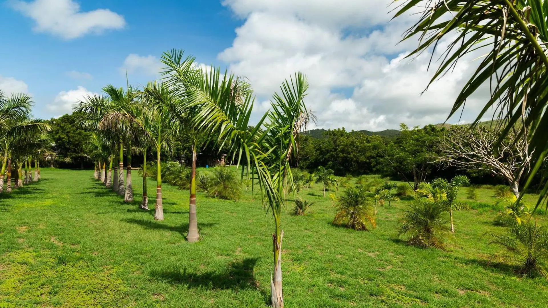Las Palmas Cottage - Serene Eco Retreat Cabo Rojo