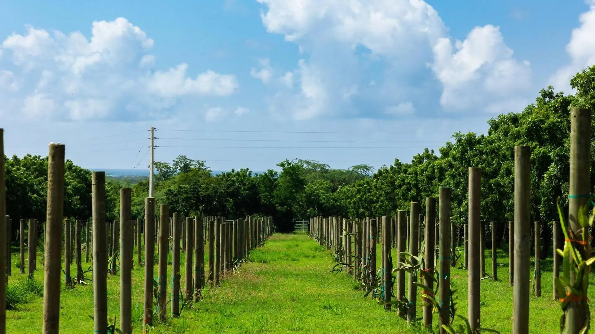 Holiday home Las Palmas Cottage - Serene Eco Retreat Cabo Rojo